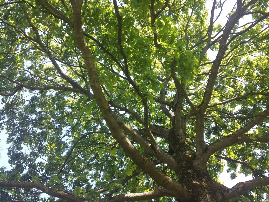 Grünerbaum
